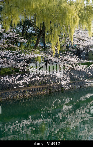 Kyoto, Giappone. Fiore di Ciliegio lungo il canale intorno Okazaki Park Foto Stock