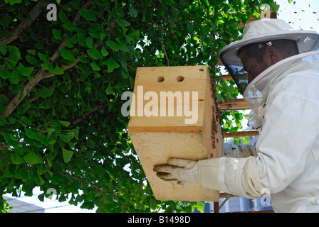 "Caldo di ^le api da miele di essere catturato in portable ^alveare da ^apicoltore, 'San Francisco', California' Foto Stock