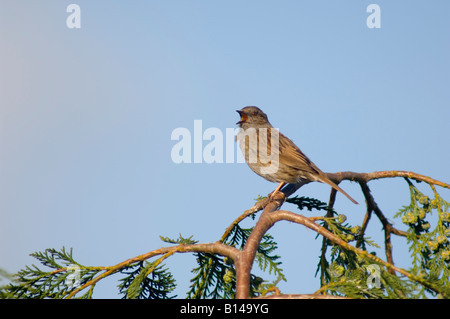 Dunnock cantare sul ramo (Prunella modularis) nel Regno Unito Foto Stock