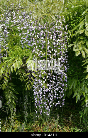 Wisteria giapponese, Wisteria floribunda, Fabaceae Foto Stock