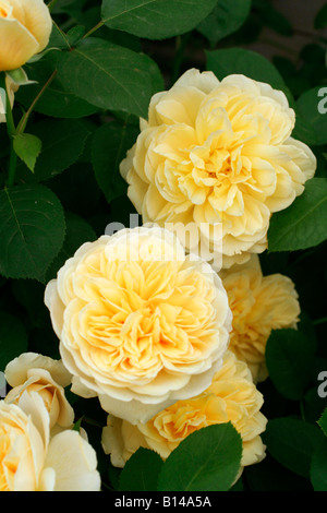 ROSA CHARLOTTE DAVID AUSTIN nuova rosa inglese Foto Stock