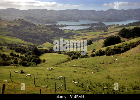 Vista su Barrys Bay verso Akaroa, Penisola di Banks Foto Stock