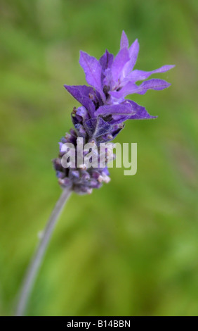 In francese o in spagnolo lavanda Lavandula dentata dentata var Foto Stock