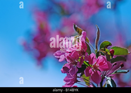 Honeybee (Apis mellifera) pronti a sbarcare su luminose fucsia fioritura crabapple tree (Malus floribunda) Foto Stock