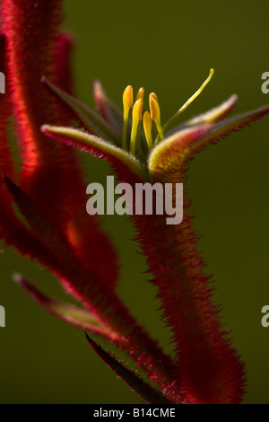 Canguro rosso zampa (Anigozanthus sp.) fiore in giardino urbano Foto Stock