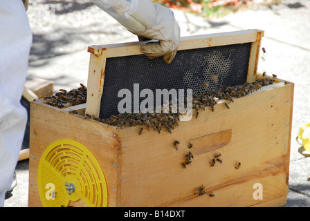 "Caldo di ^le api da miele di essere catturato in portable ^alveare da ^apicoltore, 'San Francisco', California' Foto Stock