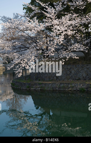 Kyoto, Giappone. Fiore di Ciliegio lungo il canale intorno Okazaki Park Foto Stock