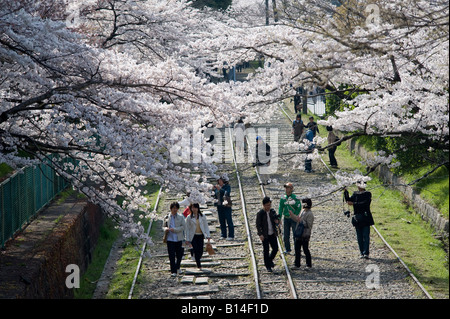 Kyoto, Giappone. La gente camminare lungo il pendio Biwako (una vecchia linea ferroviaria per il trasporto di barche) per ammirare la fioritura dei ciliegi nel periodo primaverile Foto Stock