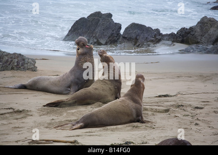 Northern guarnizione di elefante (Mirounga angustirostris) di San Simeone, California Foto Stock