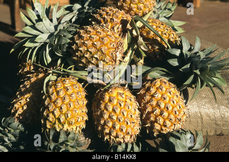 Ananassi Sri Lanka Foto Stock