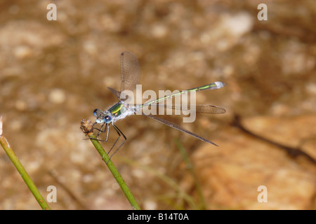 Emerald damselfly Lestes sponsa maschio UK Foto Stock