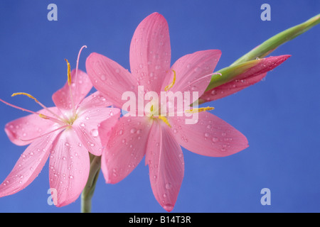 Hesperantha coccinea syn. Schizostylis coccinea 'Sunrise' AGM (giglio di Kaffir) Foto Stock