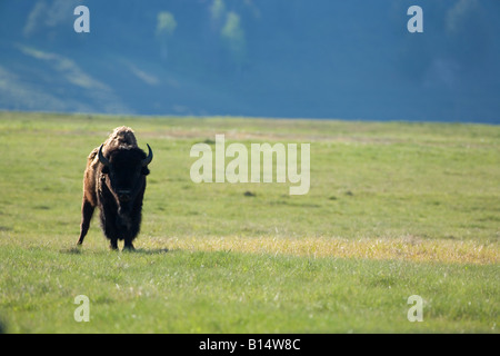 I bisonti americani (Bison bison) nel Parco Nazionale di Grand Teton, Wyoming Foto Stock