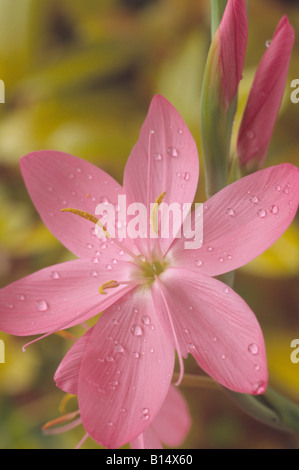 Hesperantha coccinea syn. Schizostylis coccinea 'Sunrise' AGM (giglio di Kaffir) Foto Stock