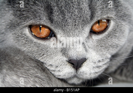 British gattino blu Foto Stock