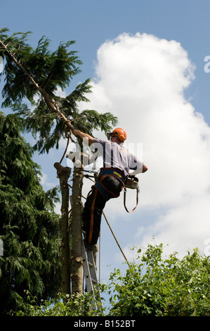 Tree chirurgo tagliando un albero leylandii in un giardino Foto Stock