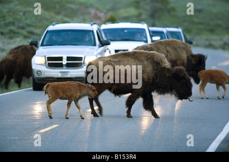 I bisonti americani (Bison bison) nel Parco Nazionale di Yellowstone, Wyoming. Foto Stock