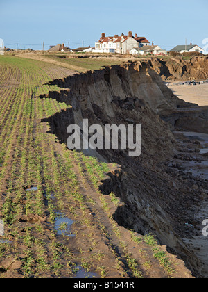 In inverno le colture di cereali seminati sulla scogliera con erosione fresca erodendo in coltura a happisburgh norfolk England Regno Unito Foto Stock