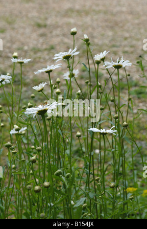 Tall luna margherite wild bianco fiori estivi Foto Stock