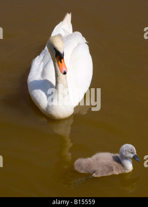 Femmina di Cigno con un soffice Cygnet grigio on Trent e Mersey Canal vicino Rode Heath Cheshire England Regno Unito Regno Unito Foto Stock