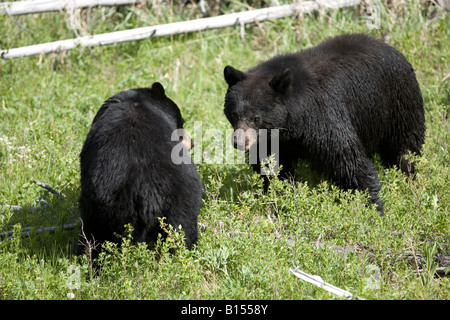 American orsi neri (Ursus americanus) nel Parco Nazionale di Yellowstone, Wyoming Foto Stock