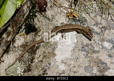 Comune di lucertola Lacerta vivipara, crogiolarvi al sole su una roccia Foto Stock