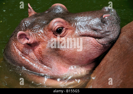 Un simpatico baby ippopotamo. Foto Stock