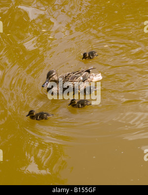 Adulto femmina Germano Reale con quattro soffici anatroccoli sui Trent e Mersey Canal Rode Heath Cheshire England Regno Unito Foto Stock