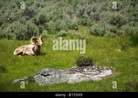 Bighorn (Ovis canadensis) nel Parco Nazionale di Yellowstone, Wyoming Foto Stock