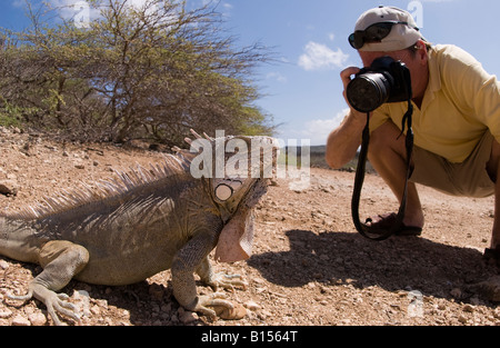 Robusto ambiente tropicale, indigeni grande Iguana sunning, in posa per il fotografo maschio Pekelmeer turistico Santuario Bonaire Foto Stock