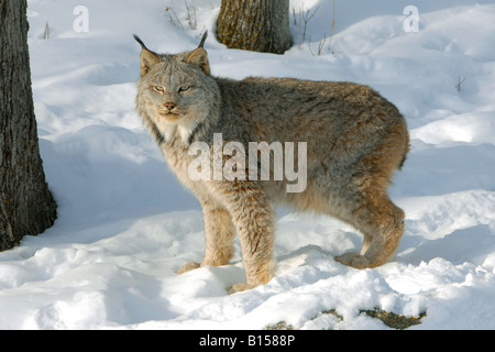 Canada ( Lynx Lynx canadensis ) Foto Stock