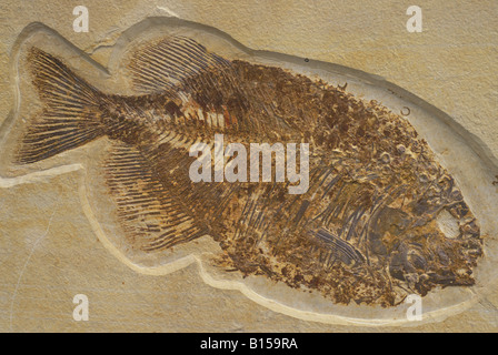 I pesci fossili di specie Phareodus dai depositi Laggerstatte del Green River formazione Wyoming usa Eocene ser Foto Stock