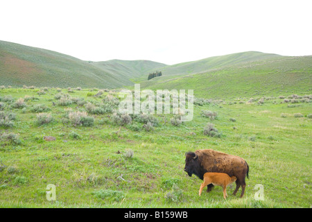 I bisonti americani (Bison bison) nel Parco Nazionale di Yellowstone, Wyoming. Foto Stock