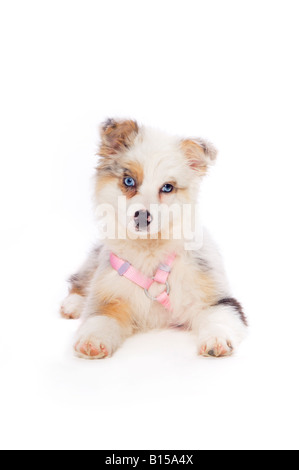 Pastore australiano cucciolo Foto Stock