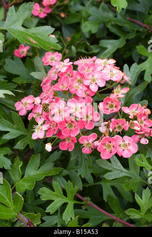 Primo piano di una rosa fioritura Biancospino Cluster con singolo Hover volare da Trent & Mersey Canal vicino Hassall Cheshire England Regno Unito Foto Stock