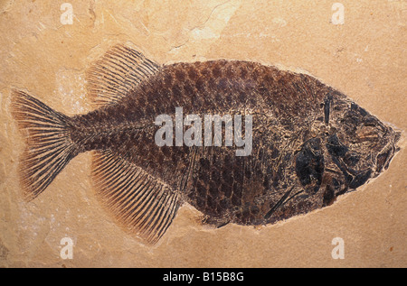 I pesci fossili di specie Phareodus dai depositi Laggerstatte del Green River formazione Wyoming usa Eocene ser Foto Stock