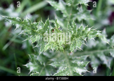 Close-up shot Spear Thistle Foto Stock