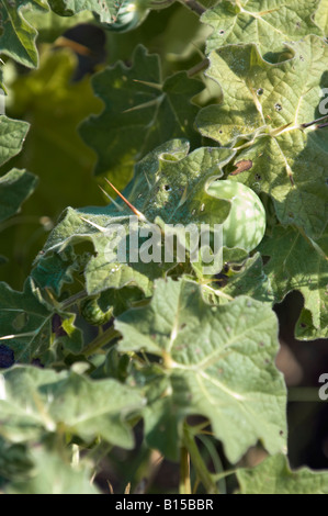 Tropical soda apple Solanum viarum spinosa pianta infestante Foto Stock