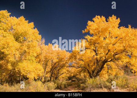 Le pianure Cottonwoods (Populus sargentii) nel Nuovo Messico Foto Stock