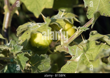 Tropical soda apple Solanum viarum spinosa pianta infestante Foto Stock