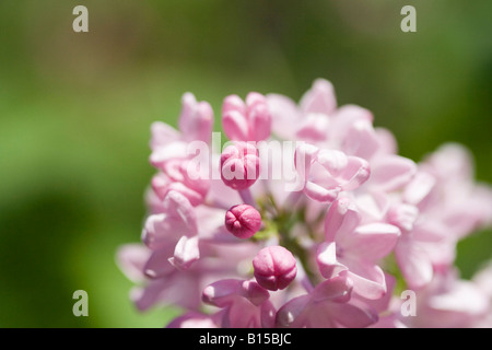 Fiori lilla salutate in onore della molla Foto Stock