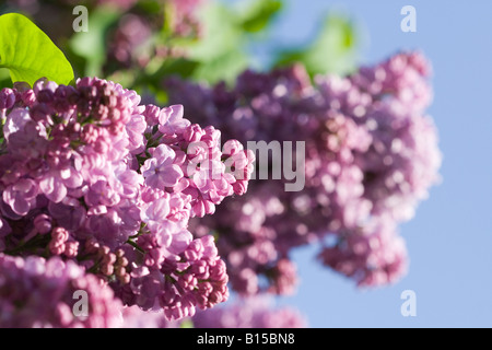 Fiori lilla salutate in onore della molla Foto Stock