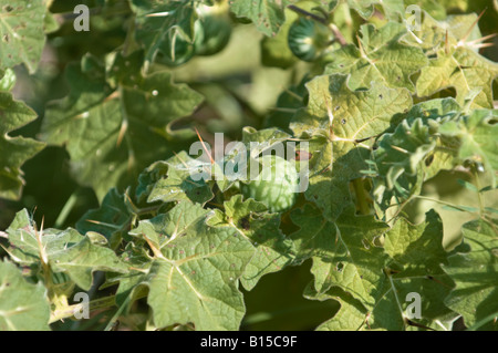 Tropical soda apple Solanum viarum spinosa pianta infestante Foto Stock