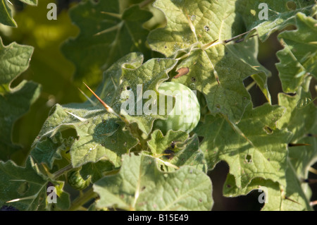 Tropical soda apple Solanum viarum spinosa pianta infestante Foto Stock