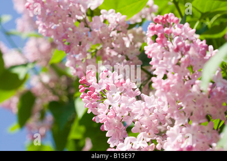 Fiori lilla salutate in onore della molla Foto Stock