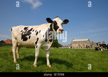 La campagna e il bestiame Binham Priory Norfolk può Foto Stock