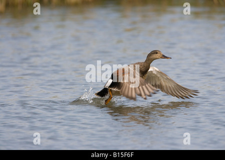 Canapiglia Anas strepera in volo a Cley riserva naturale North Norfolk Foto Stock