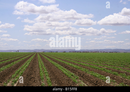 I campi agricoli in California di San Juaquin Valley Foto Stock