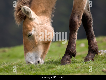 Cavallo di Przewalski, (Equus ferus przewalskii) Foto Stock