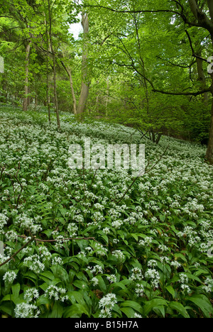 Ramsons aglio selvatico cresce in legno su Yorkshire Wolds REGNO UNITO Foto Stock